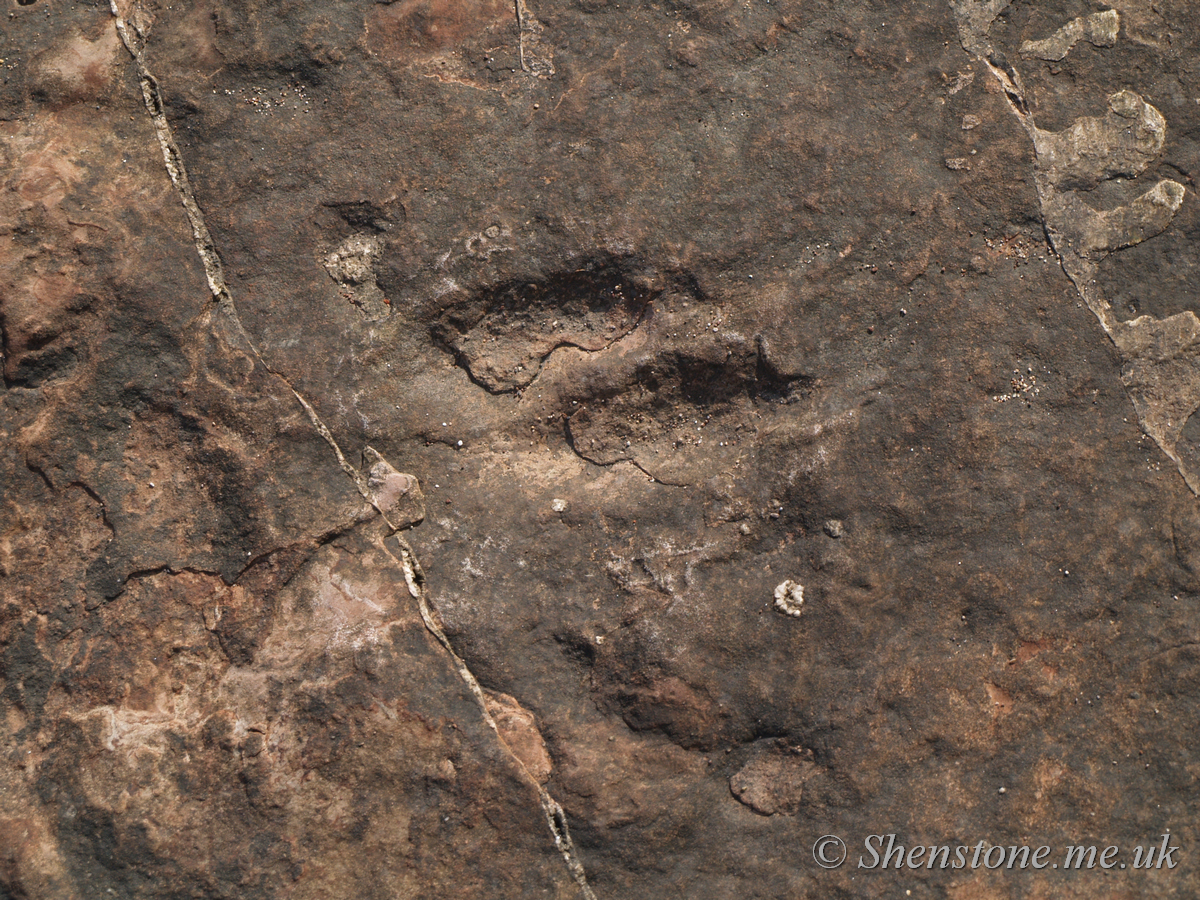 Four Toed Dinosaur Footprint in Triassic sandstone, Bendrick Rocks, Wales, UK