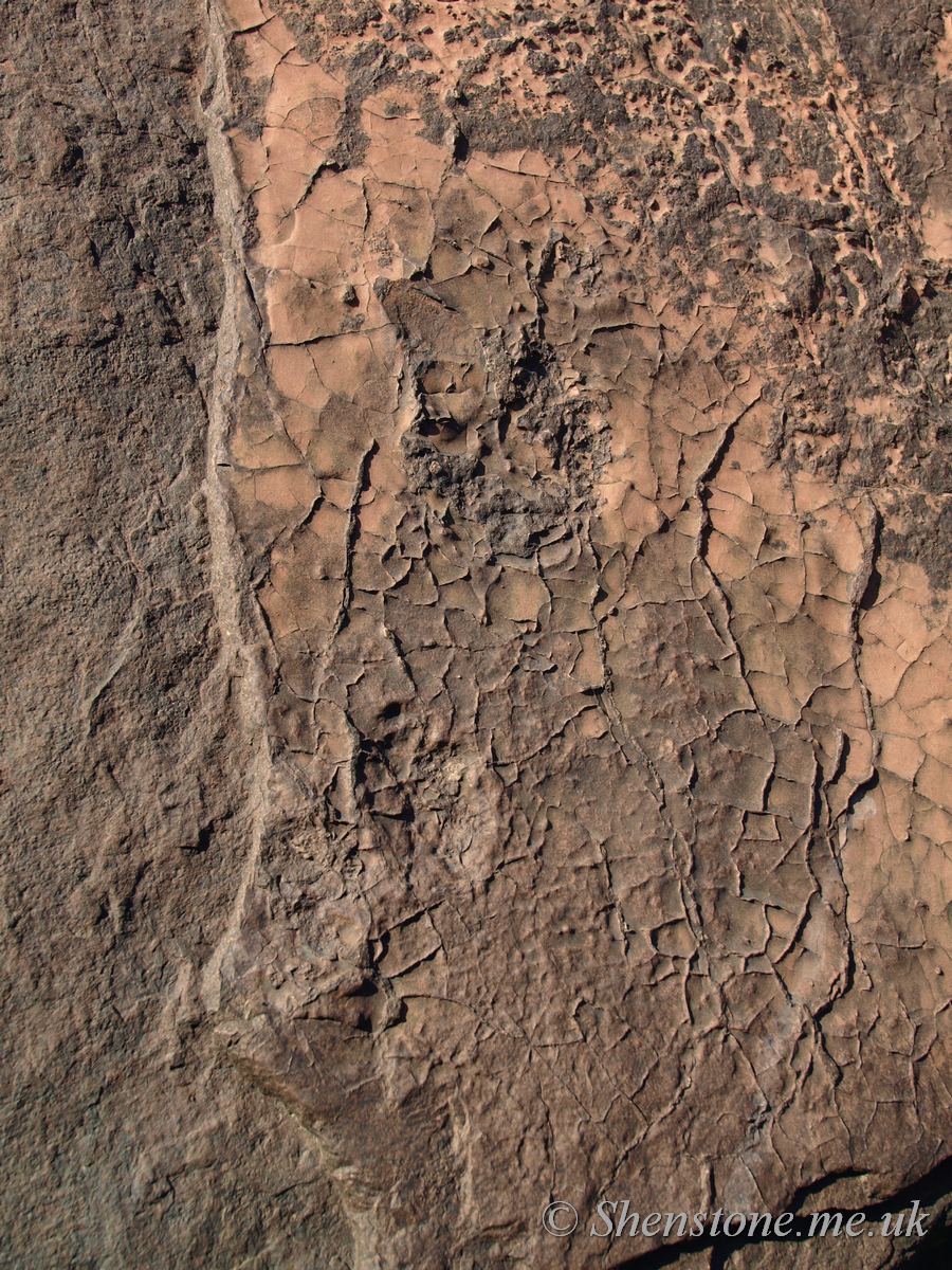 Mud Cracks in Triassic sandstone, Bendrick Rocks, Wales, UK