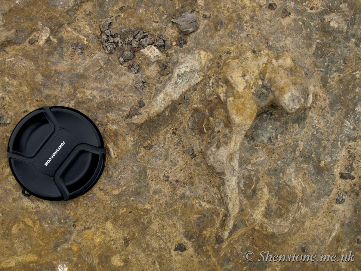 Dinosaur Footprint in Jurassic sandstone, Burniston, Yorkshire, UK