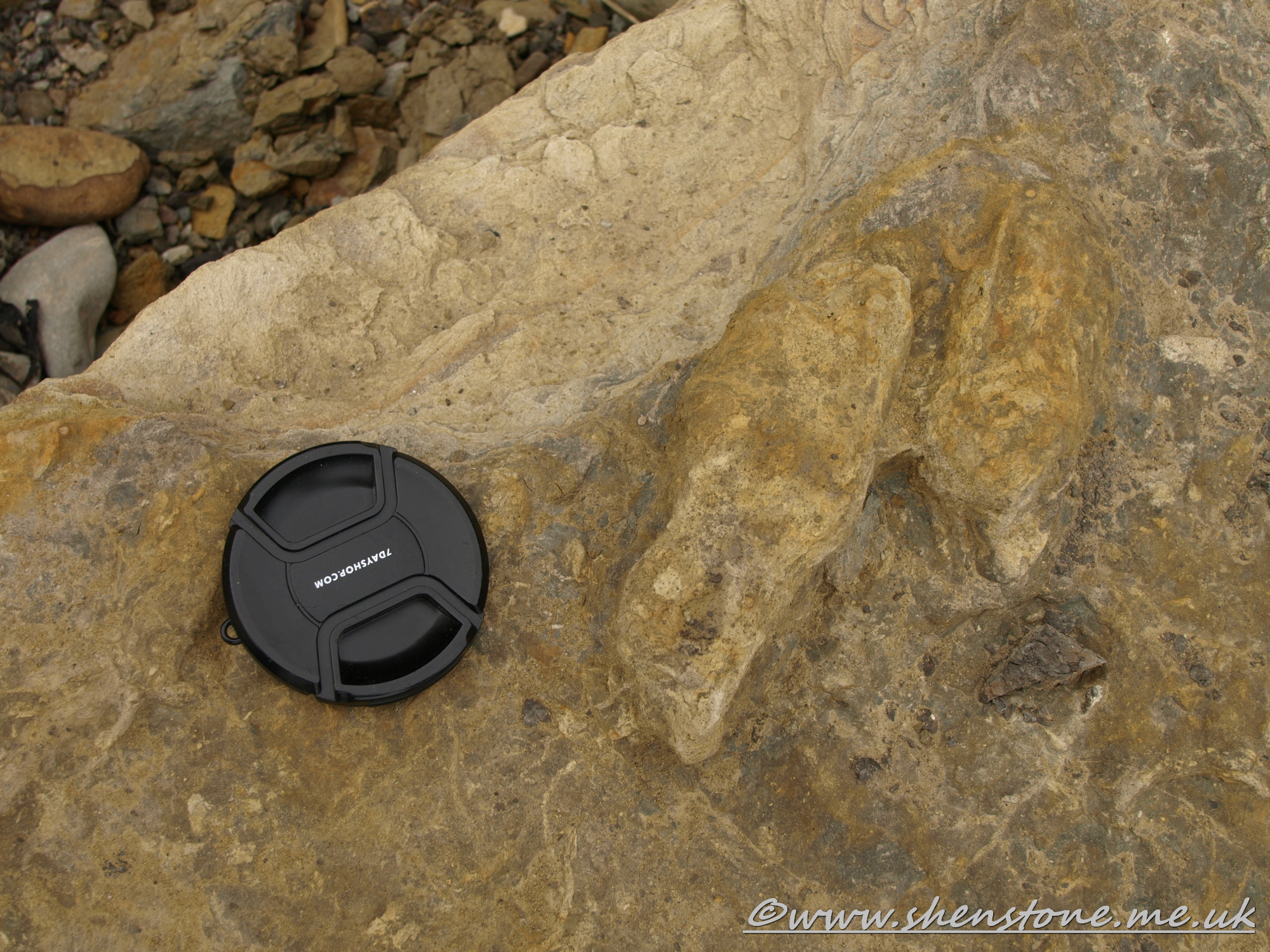 Dinosaur Footprint in Jurassic sandstone, Burniston, Yorkshire, UK