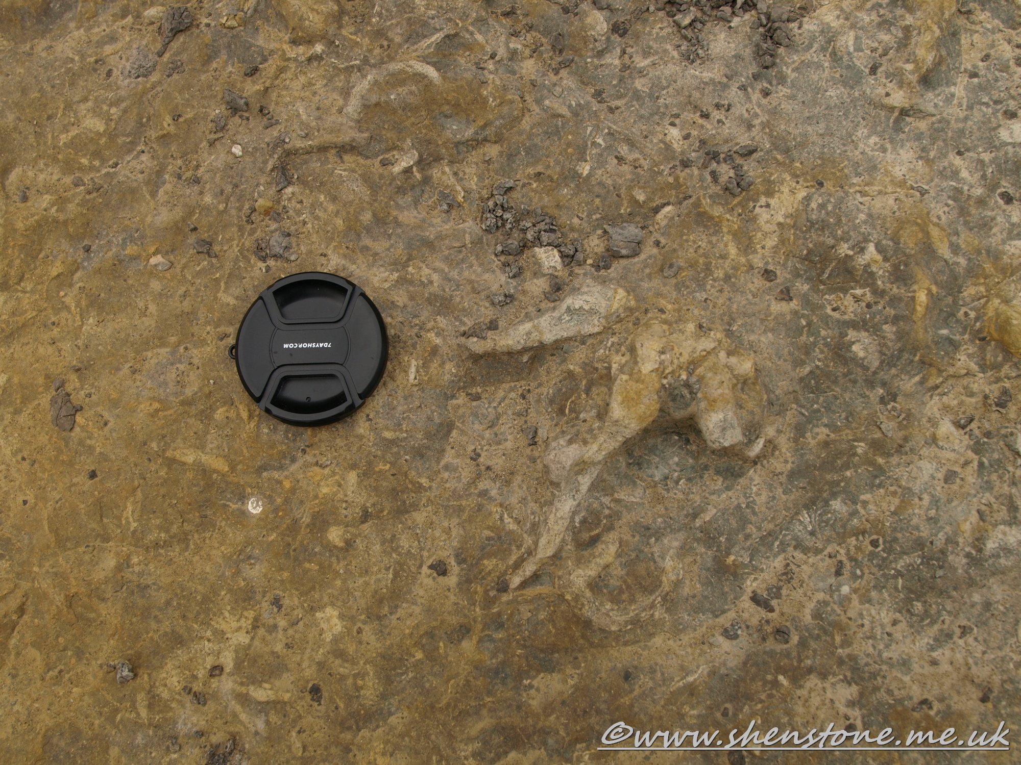 Dinosaur Footprint in Jurassic sandstone, Burniston, Yorkshire, UK