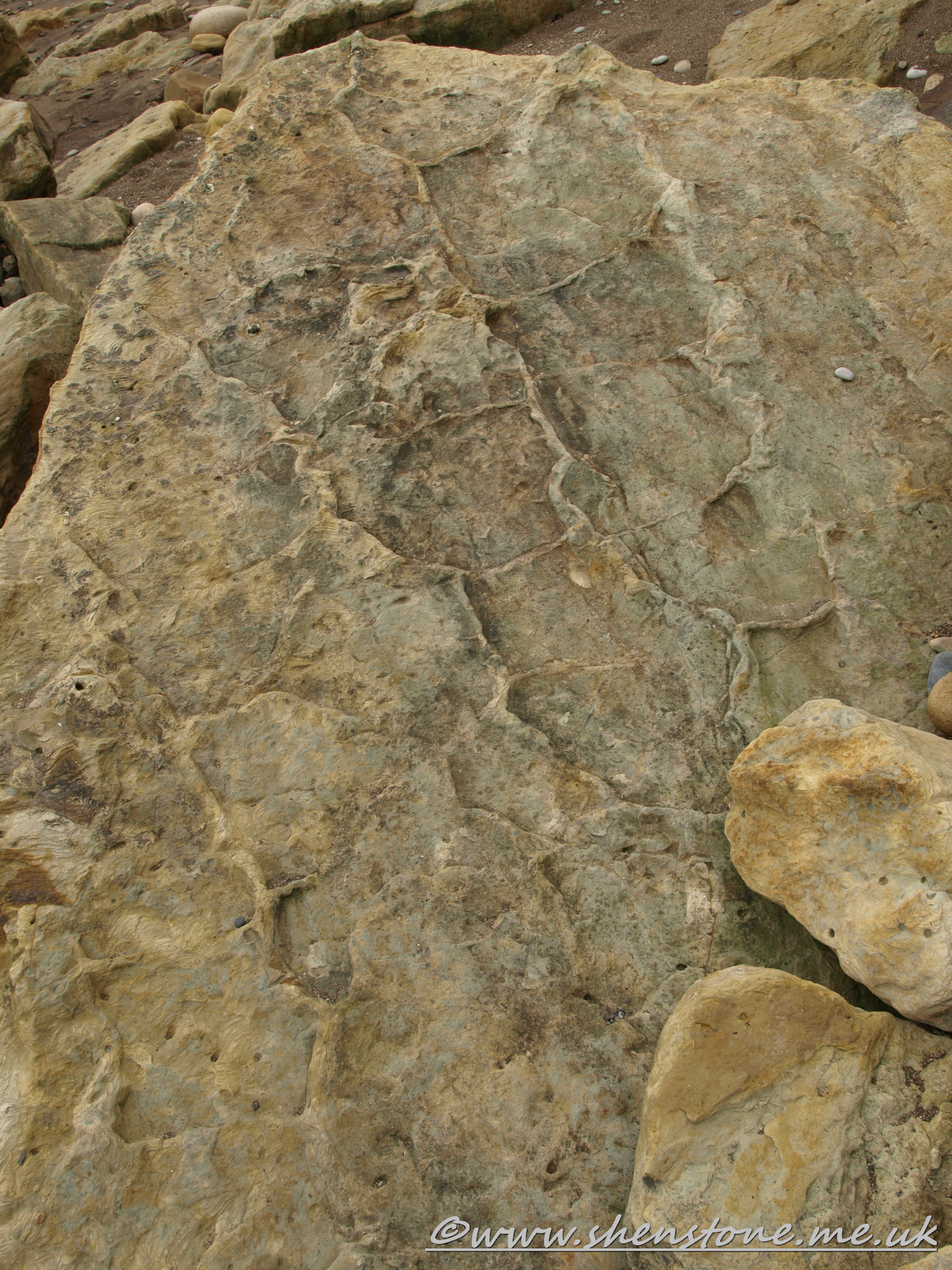 Dinosaur Footprint in Jurassic sandstone, Burniston, Yorkshire, UK