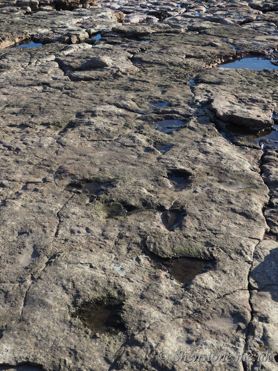 Track of Dinosaur Footprints in Triassic sandstone, Sully, Wales, UK
