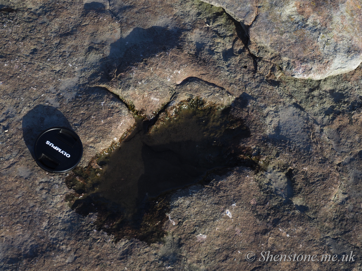 Dinosaur Footprint in Triassic sandstone, Sully, Wales, UK