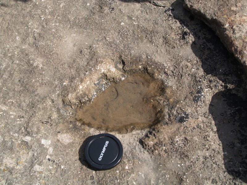 Dinosaur Footprint in Triassic sandstone, Sully, Wales, UK