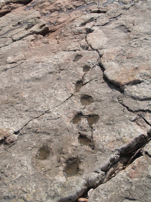 Track of Dinosaur Footprints in Triassic sandstone, Sully, Wales, UK