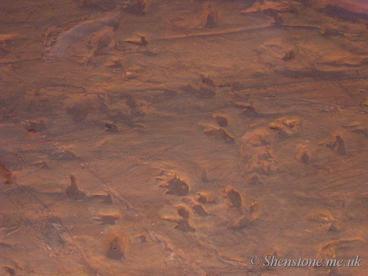 Cretaceous Dinosaur "stampede" tracks, Lark Hill WQuarry, Winton, Australia.