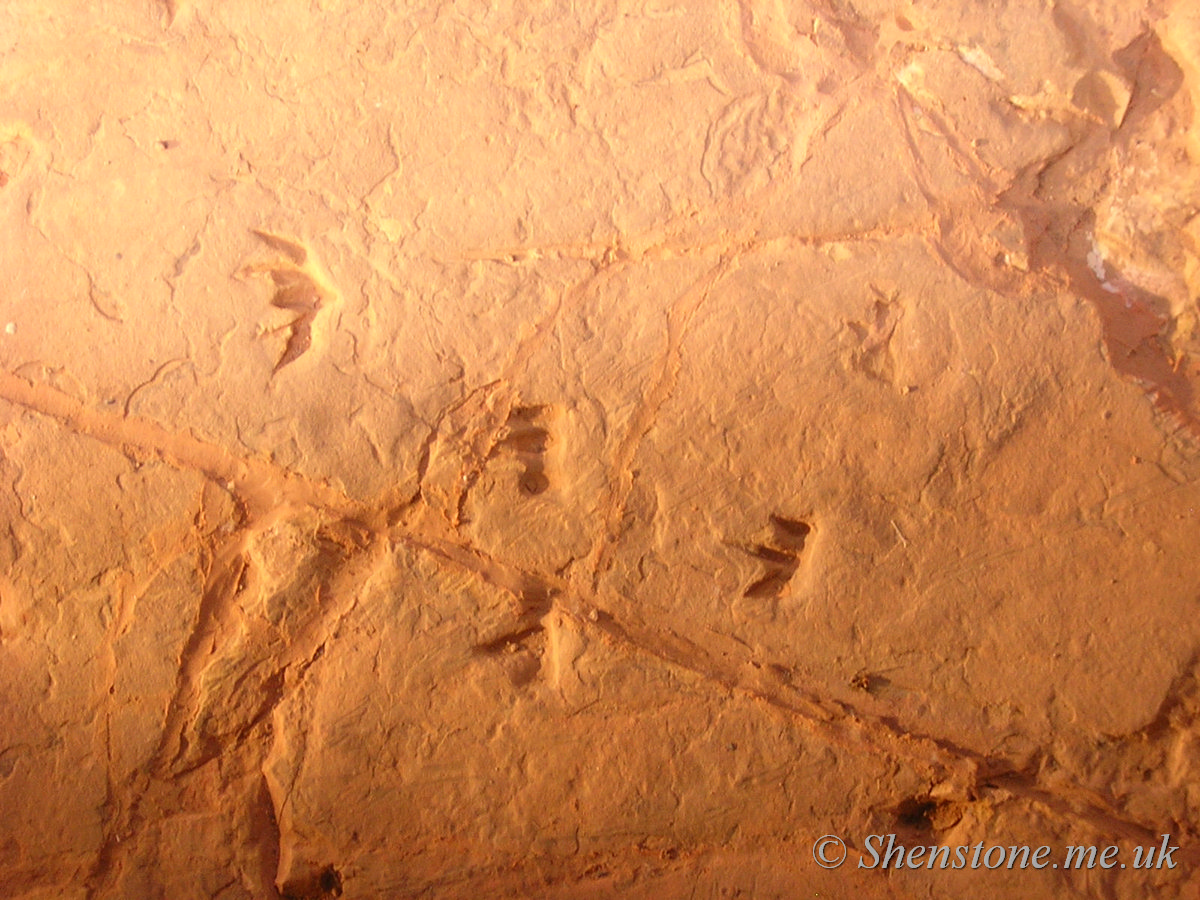 Cretaceous Dinosaur "stampede" tracks, Lark Hill WQuarry, Winton, Australia.