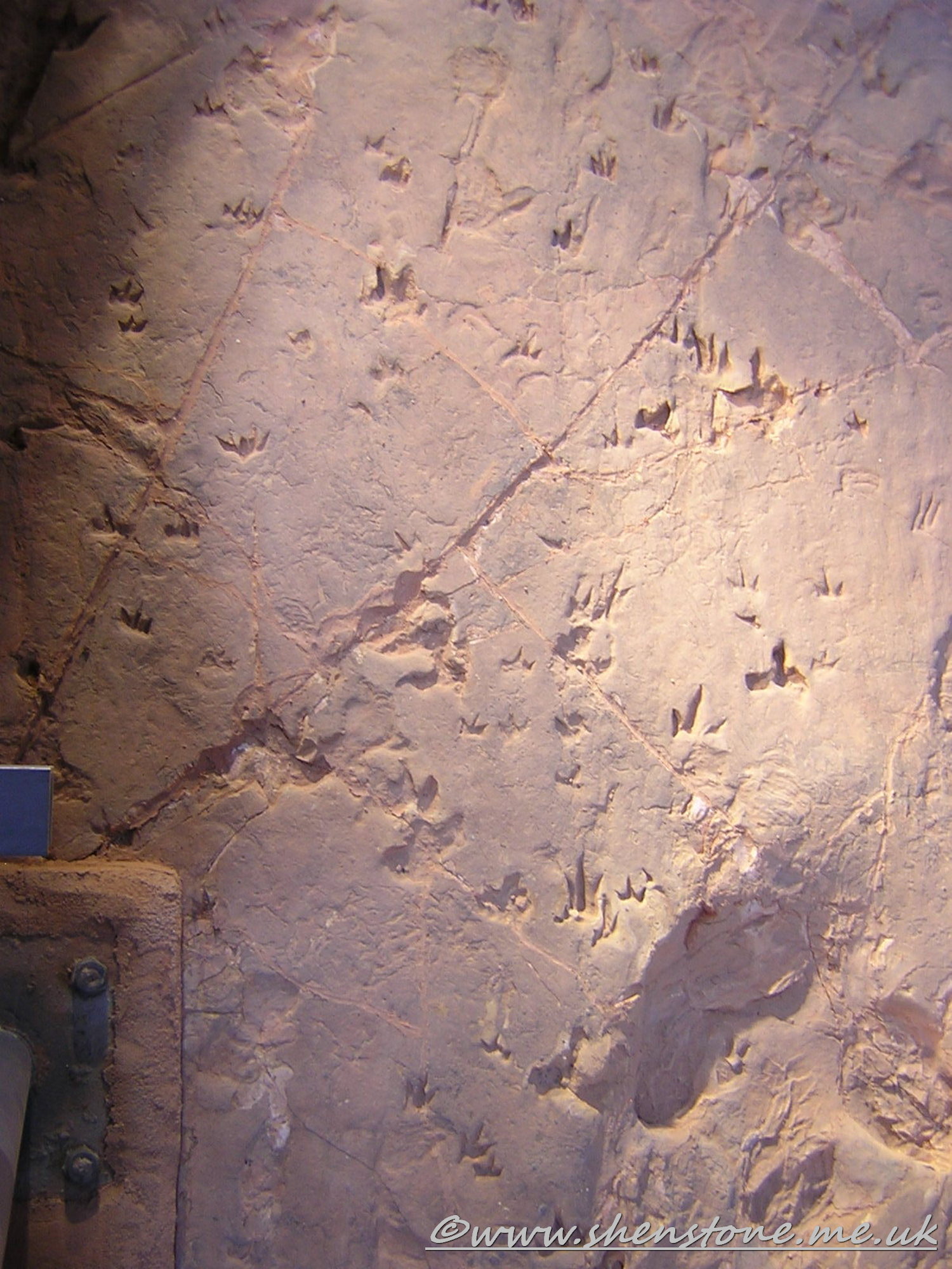 Cretaceous Dinosaur "stampede" tracks, Lark Hill WQuarry, Winton, Australia.