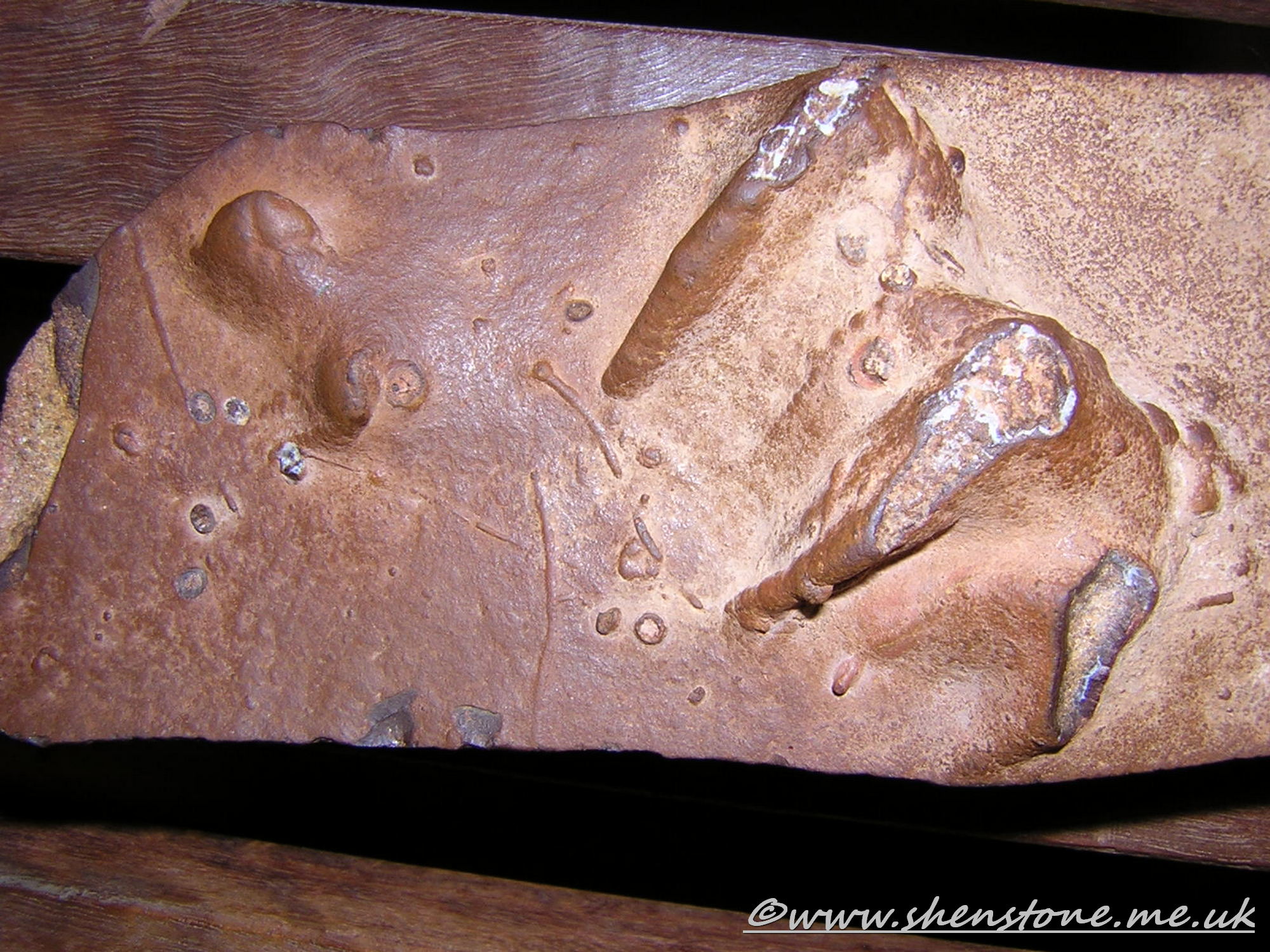 Cretaceous Dinosaur "stampede" tracks, Lark Hill WQuarry, Winton, Australia.