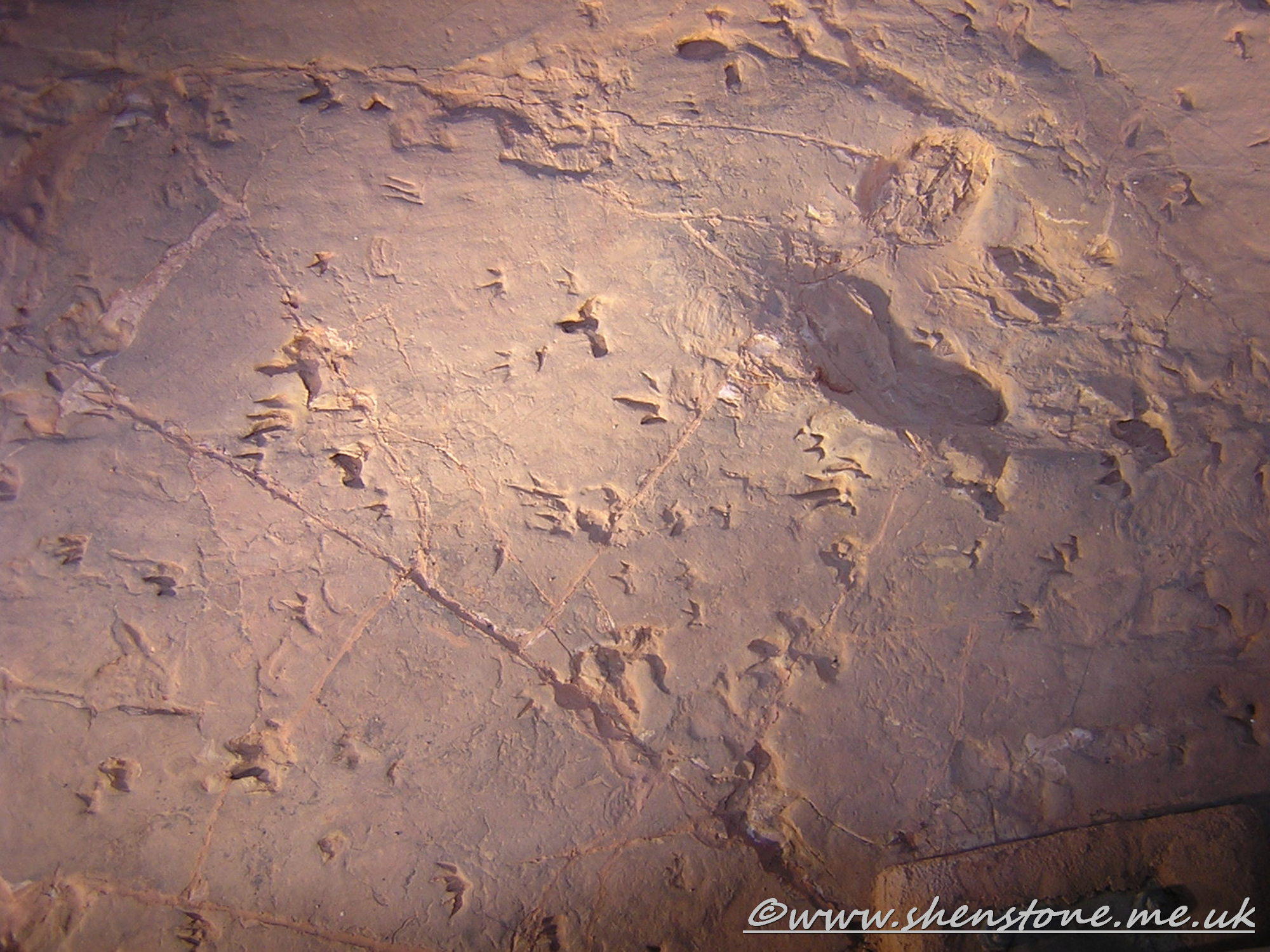 Cretaceous Dinosaur "stampede" tracks, Lark Hill WQuarry, Winton, Australia.