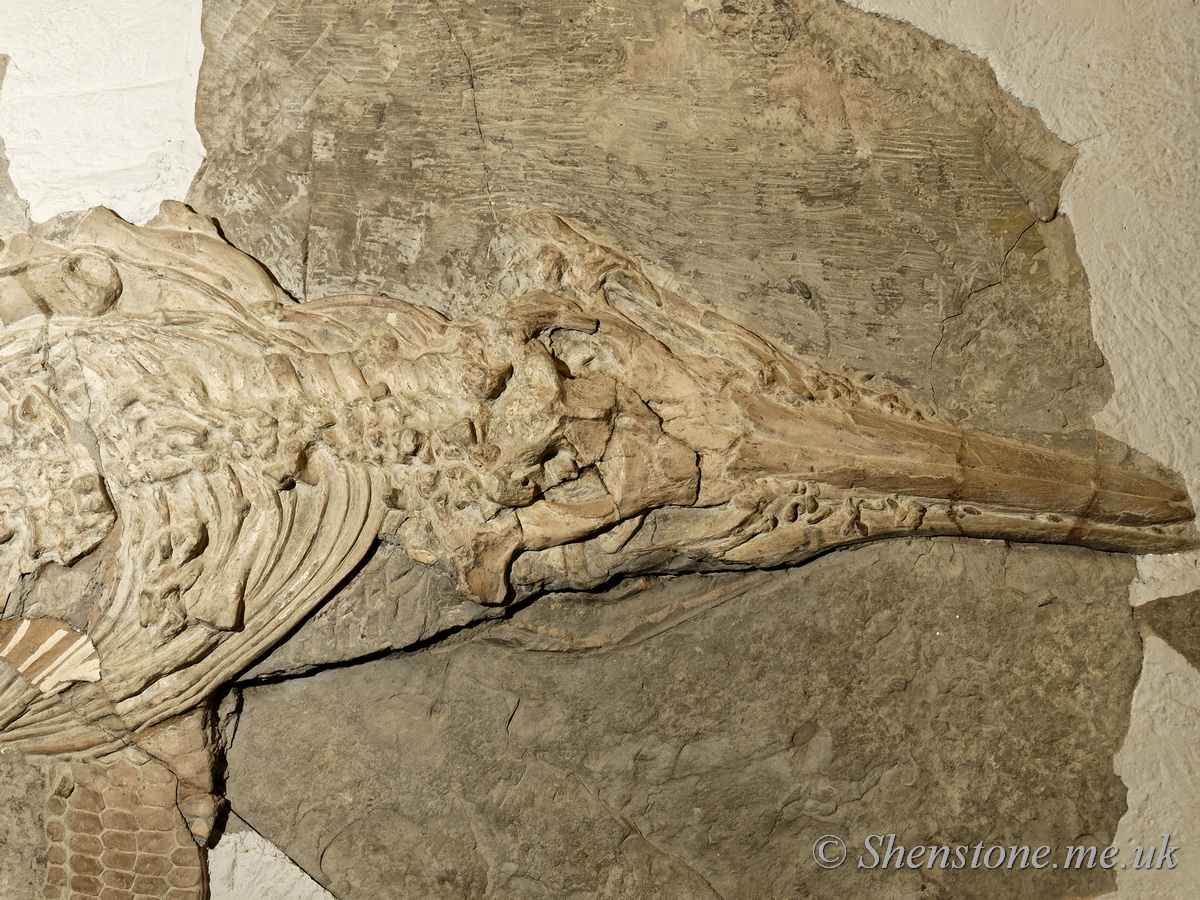 Ichthyosaurus communis displayed with its skull on top of its lower jaw 