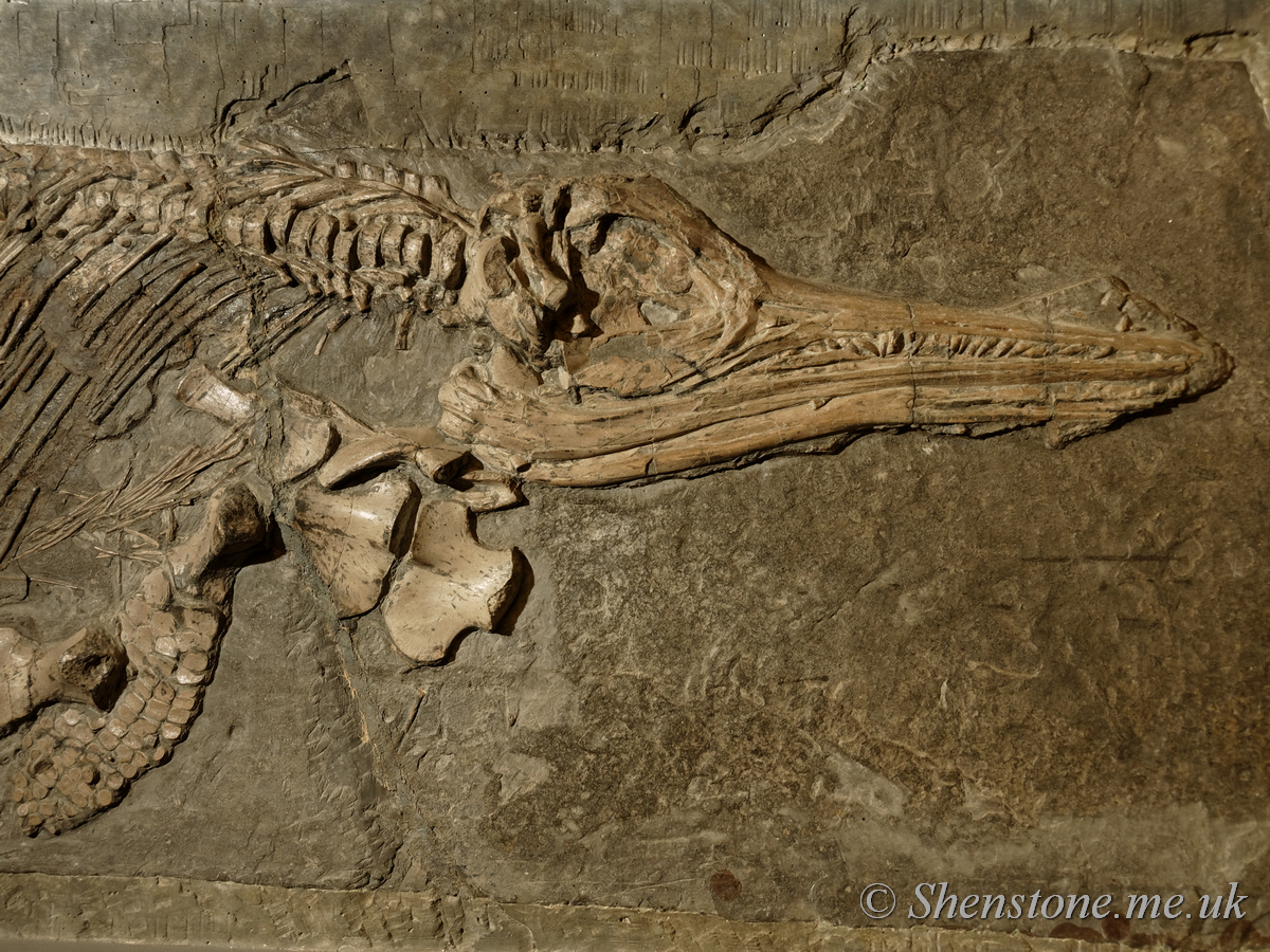  Ichthyosaurus communis 