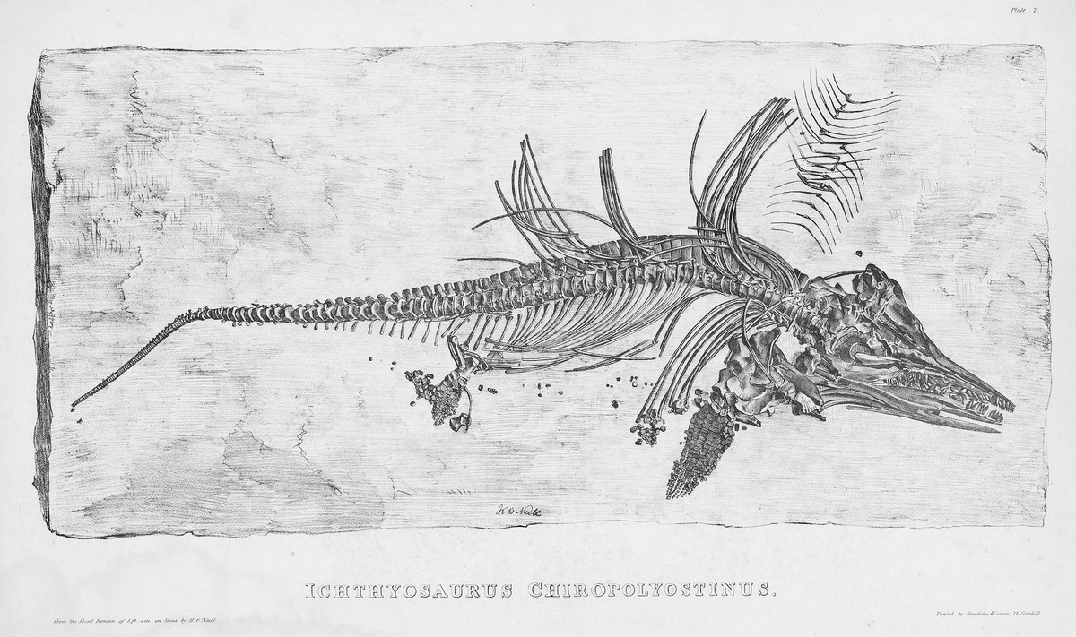 From The book of the great sea-dragons, Ichthyosauri and Plesiosauri … gedolim taninim, of Moses. Extinct monsters of the ancient earth.