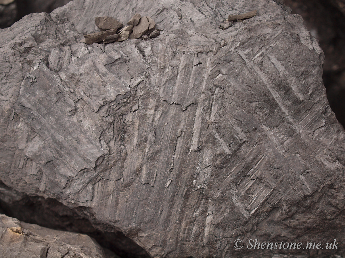 Carboniferous Leaves, Ffos y Fran, Merthyr Tydfil