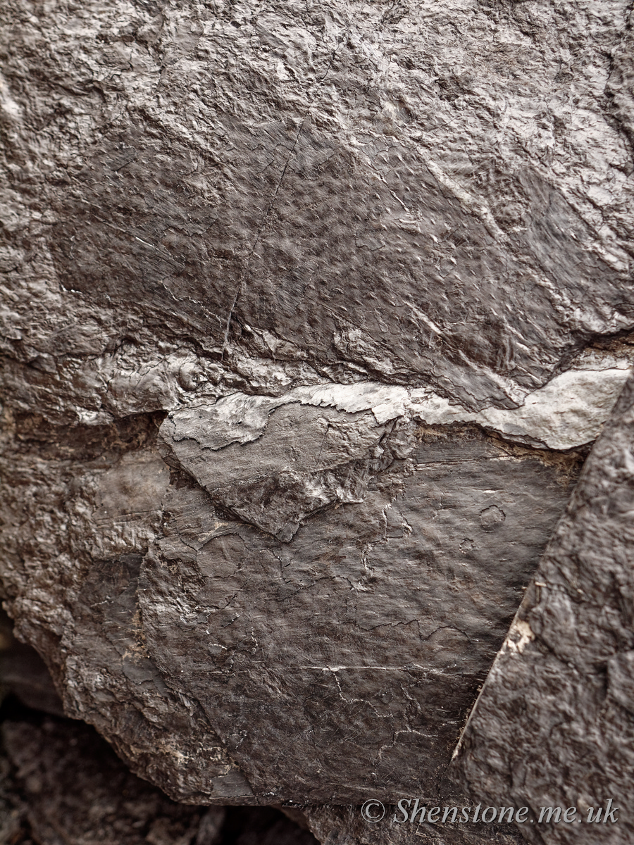 Carboniferous Leaves, Ffos y Fran, Merthyr Tydfil