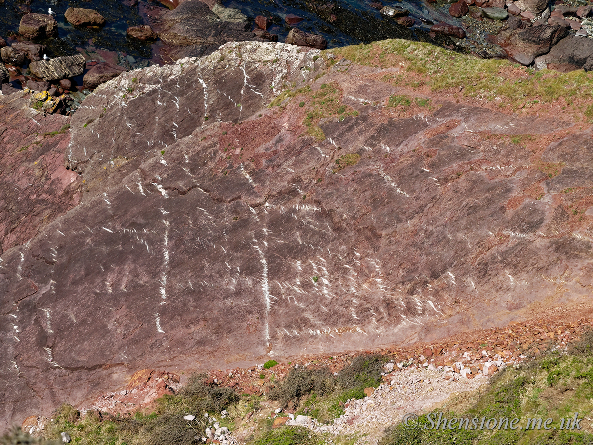 Quartz showing up the structural deformation of the Grey Sandstone, Marloes, Pembrokeshire