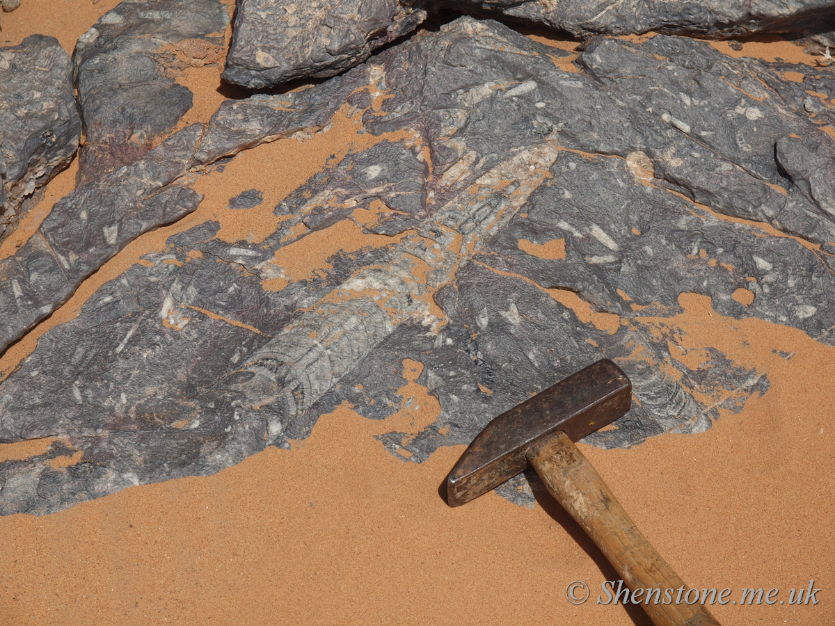 Carboniferous aged Orthocone limestones near Merzouga 