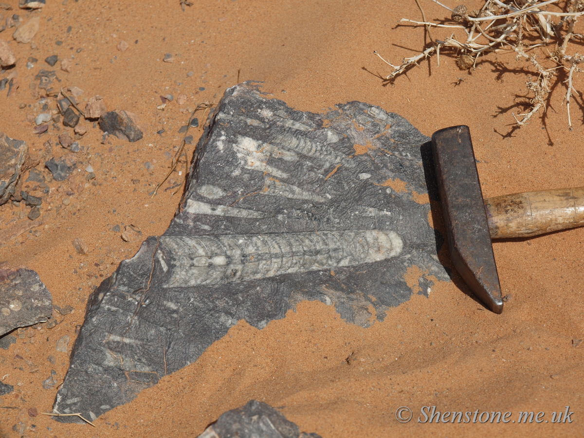 Carboniferous aged Orthocone limestones near Merzouga 