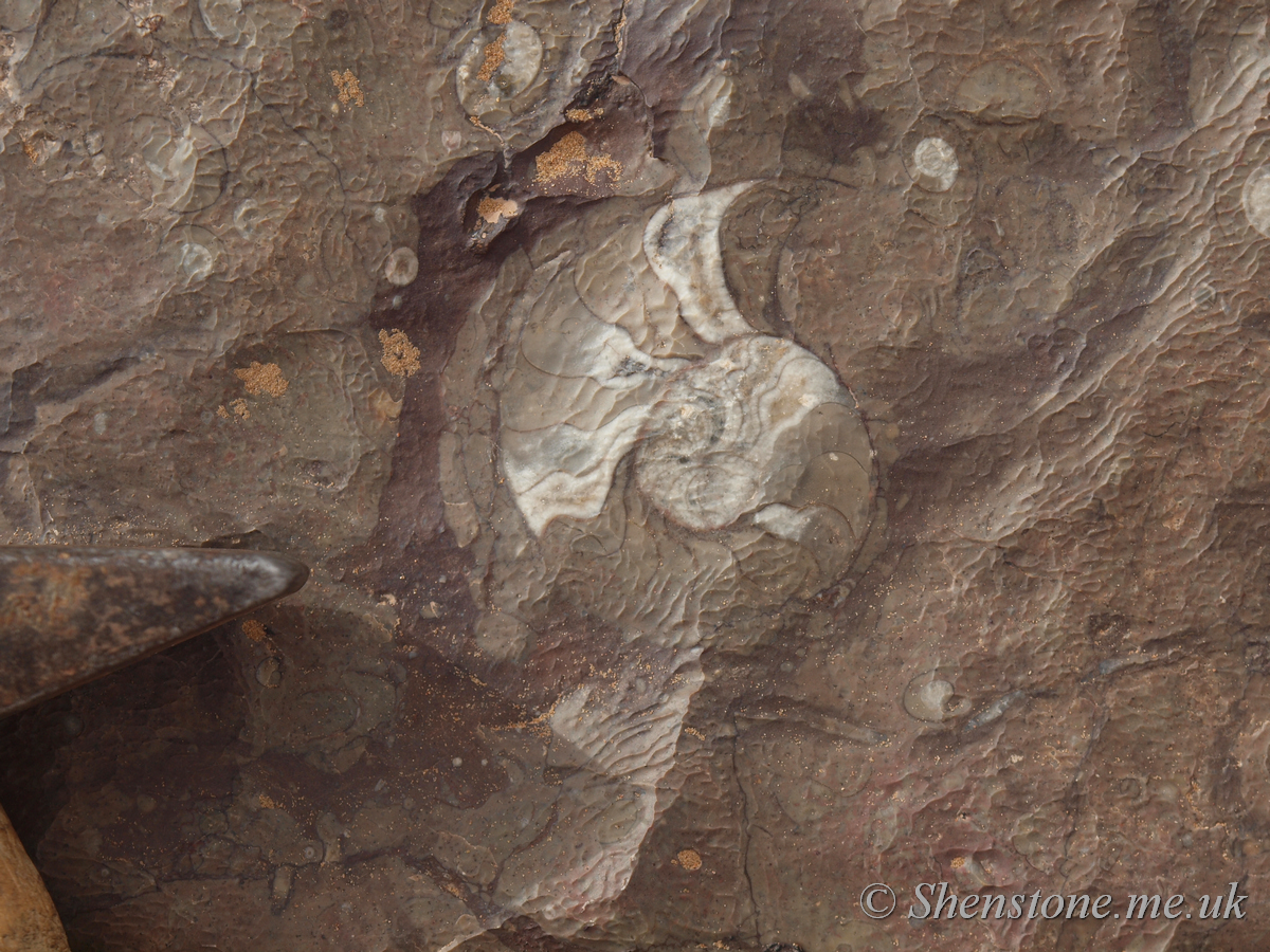 Carboniferous aged Goniatite filled limestones near Merzouga 