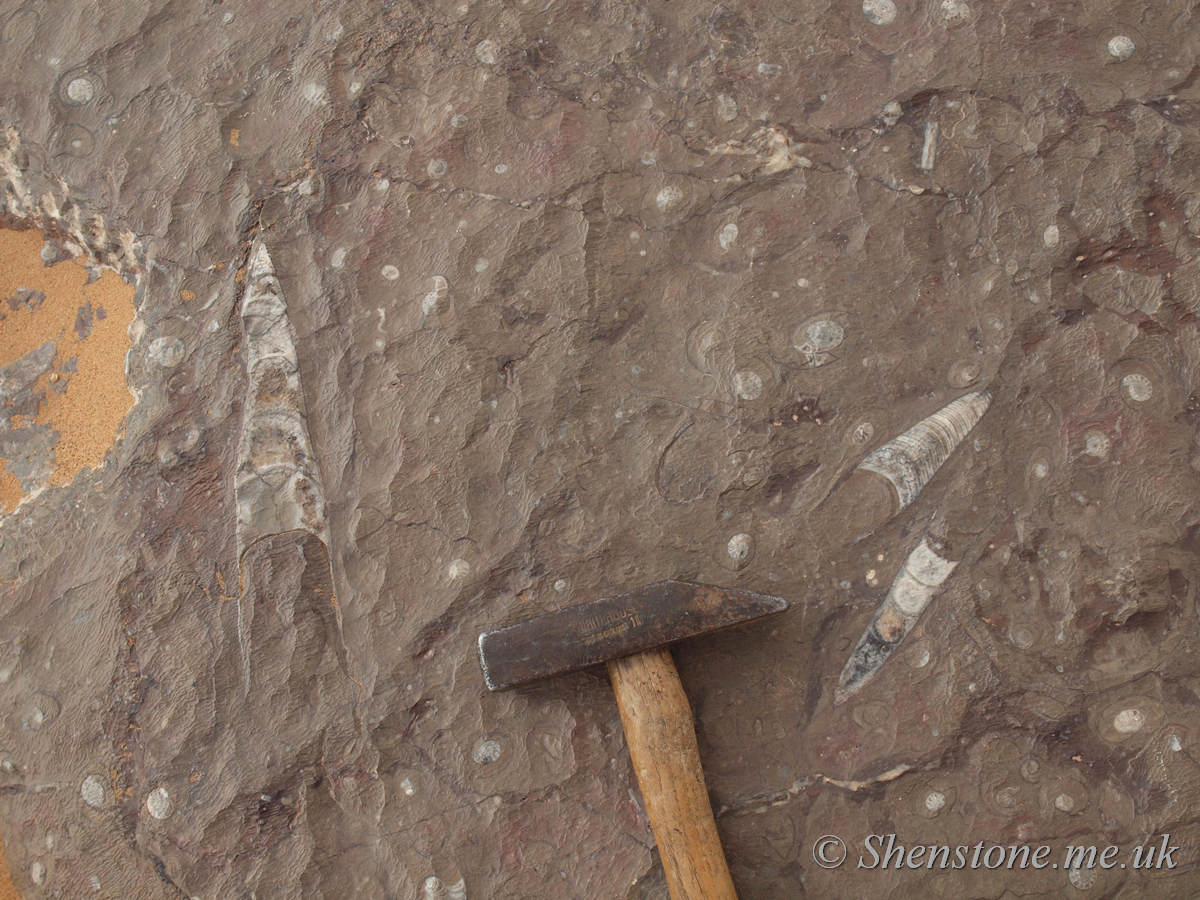 Carboniferous aged Goniatite filled limestones near Merzouga 