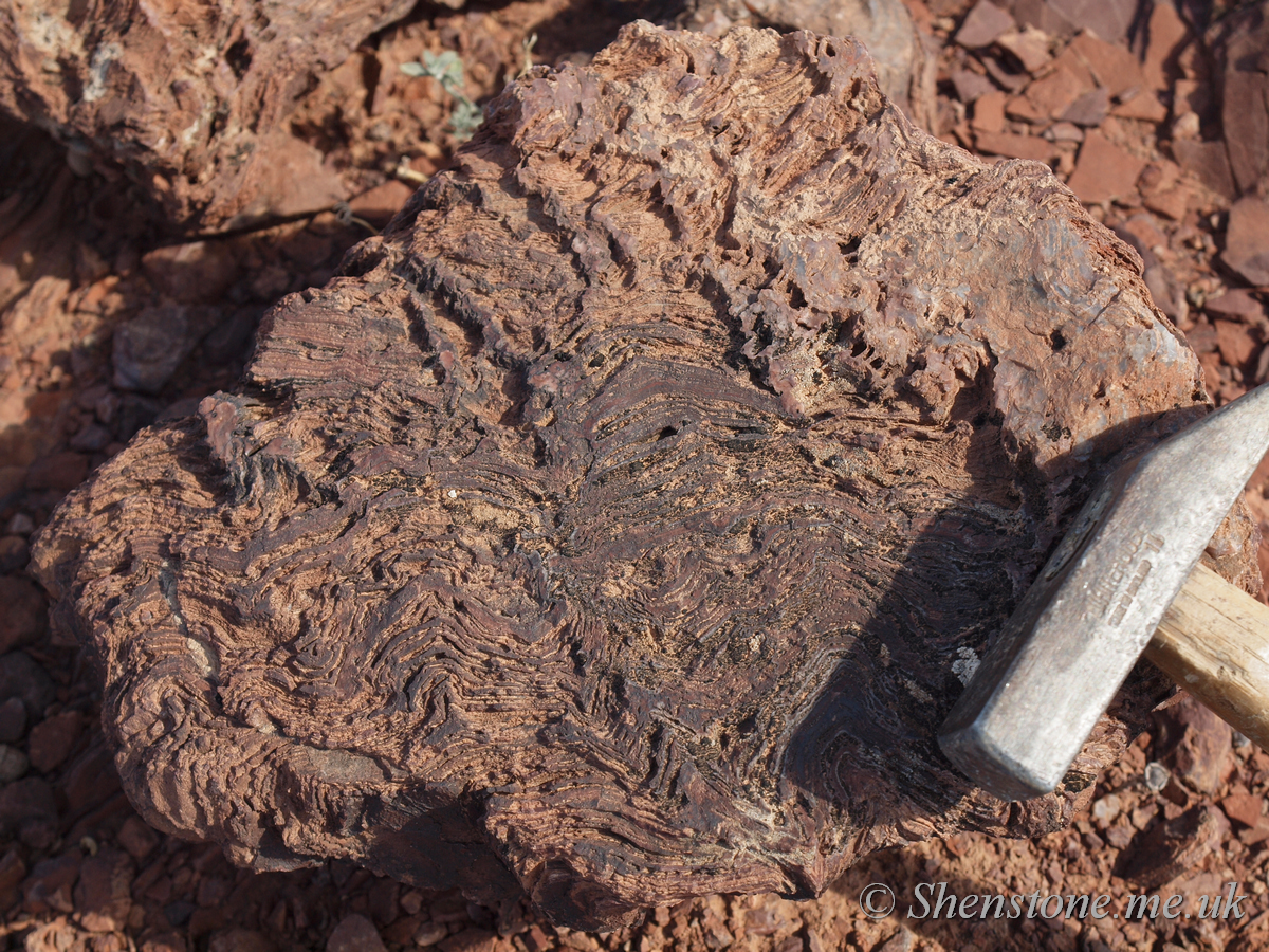 600 million year old Proterozoic Conophyton stromatolite pads