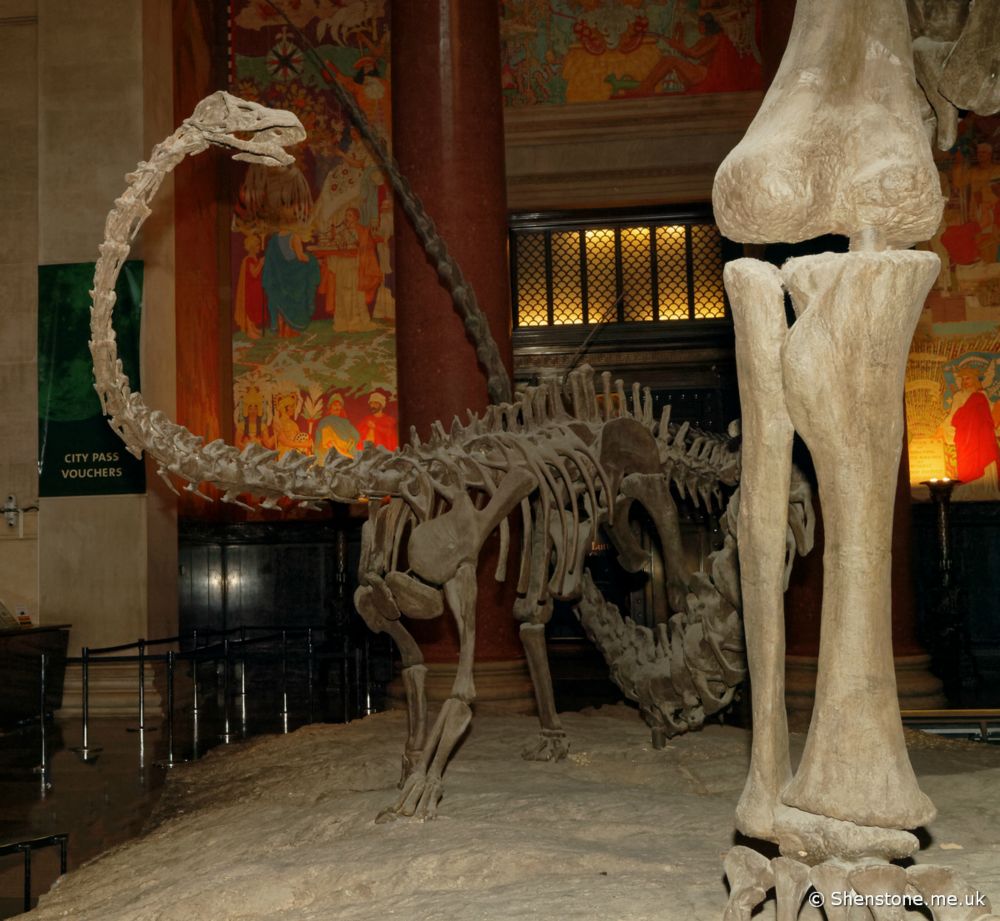 Barosaurus young and adult leg, American Museum of Natural History, New York, USA