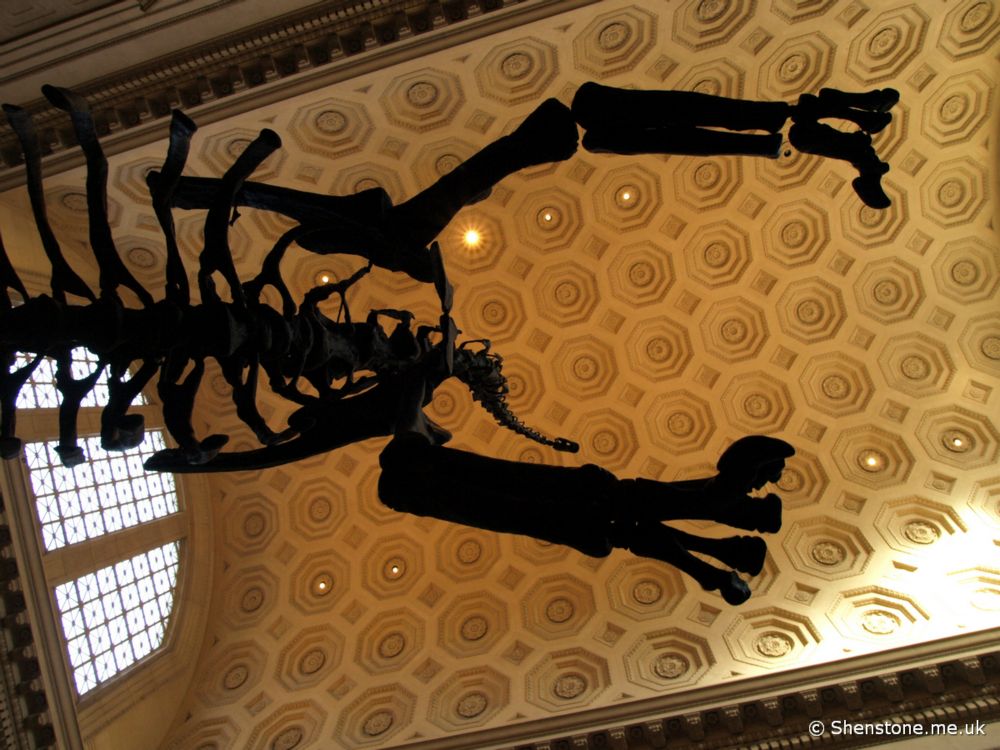 Barosaurus, American Museum of Natural History, New York, USA
