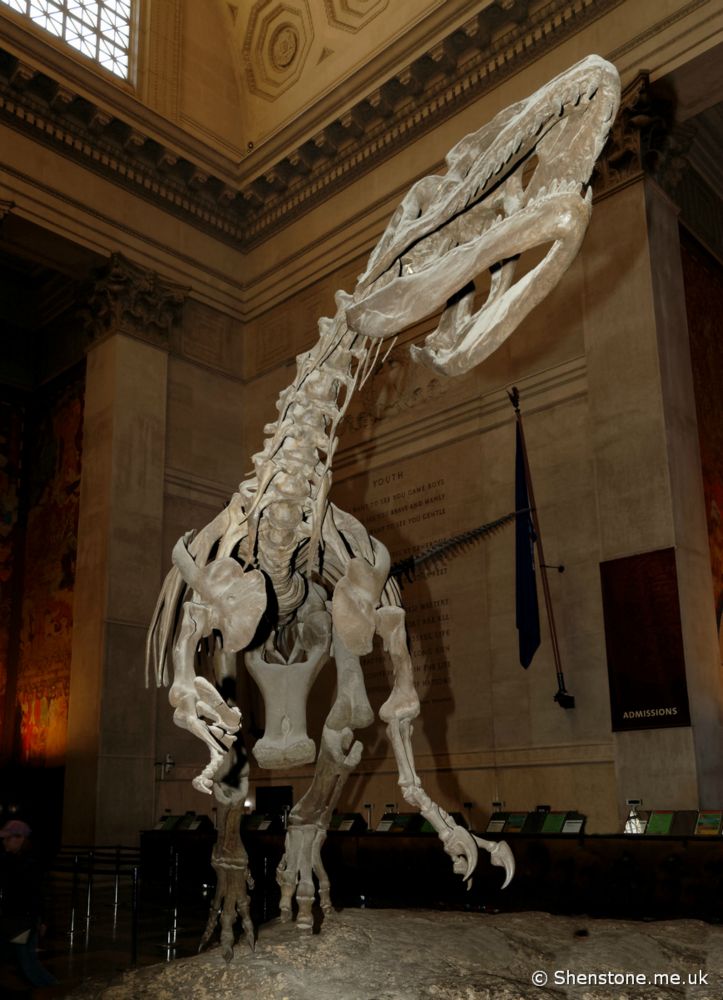 Allosaurus , American Museum of Natural History, New York, USA