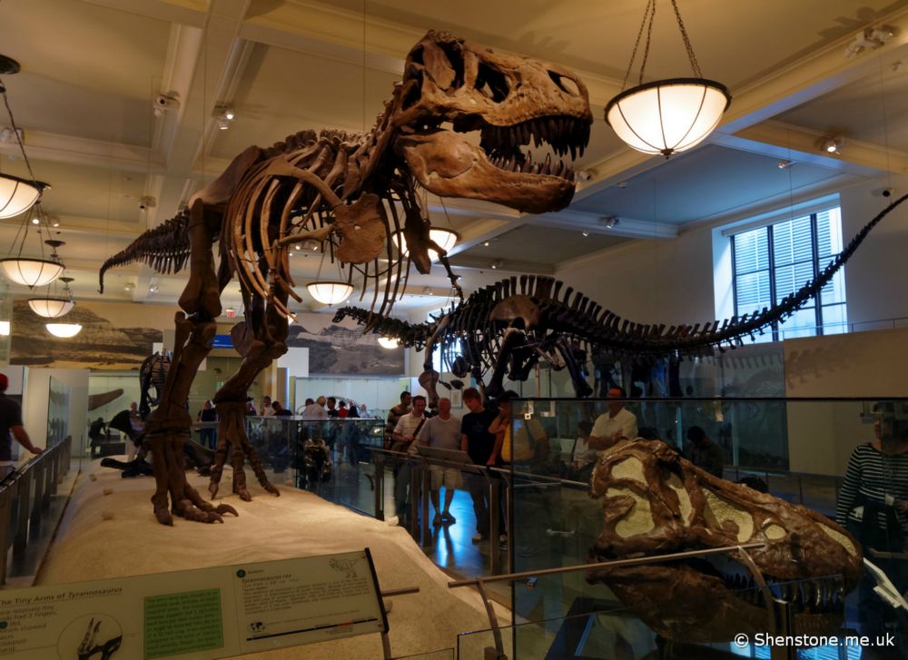 Tyrannosaurs rex and Apatosaurus, American Museum of Natural History, New York, USA