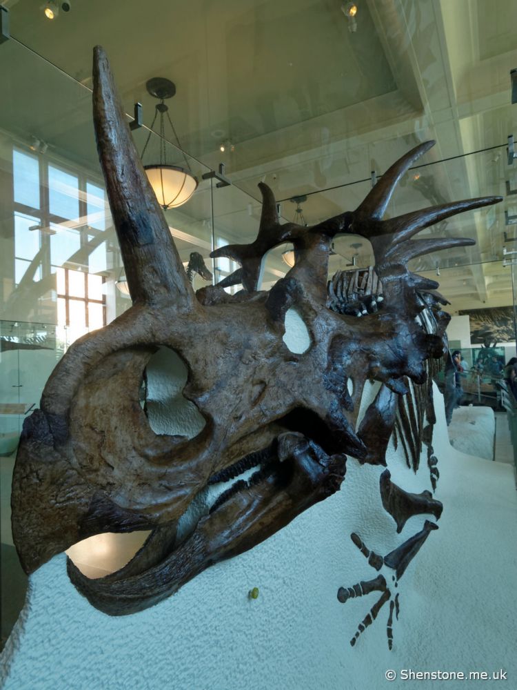 Styracosaurus , American Museum of Natural History, New York, USA
